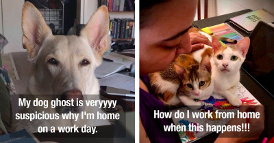 Pets That Are Totally Confused By Their Owners Who Are Now Working From Home