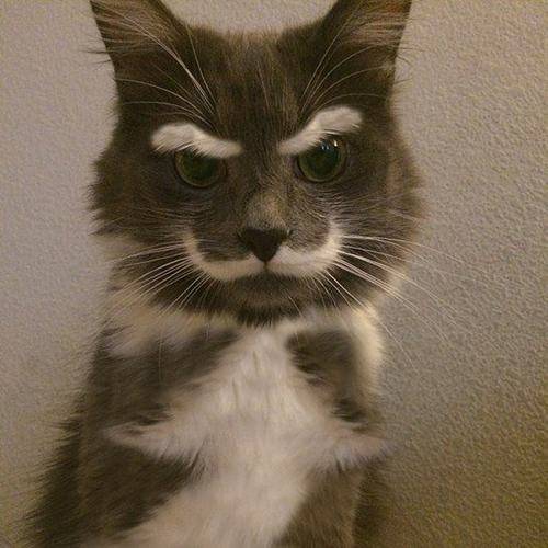 6. Fancy cat is not pleased with you