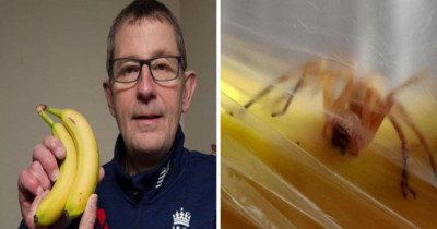 Meet The Man Who Found The World's Most Venomous Spider In A Bag Of Bananas That He Bought At A Local Supermarket