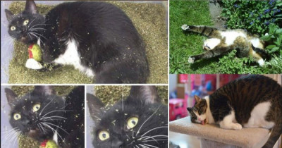 16 Times Cats On Catnip Forgot How To Cat