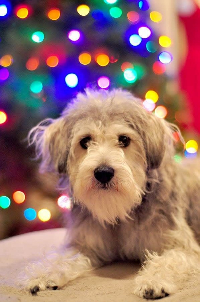 Bhobi having a relaxing first Christmas.