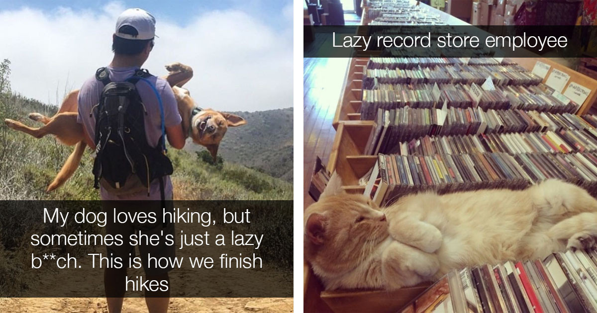 Brilliantly Lazy Pets To Brighten Your Day