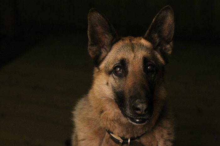 Mariah Mobley (age 11), USA, 1st place winner in Young Pup Photographer category.