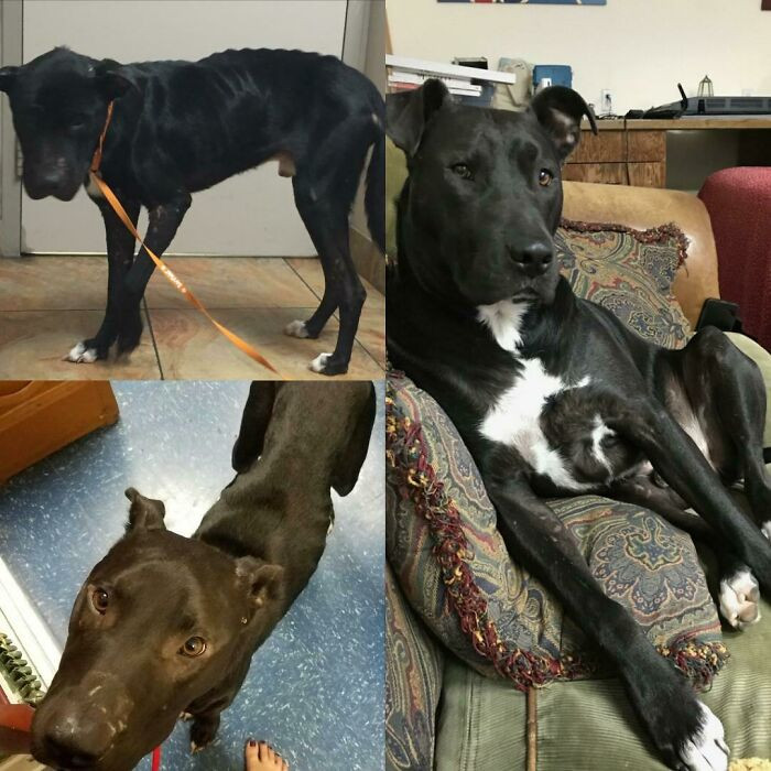"From Eating Paper In The Middle Of An Intersection To The Most Handsome Dog I've Ever Met: Meet Pierce"