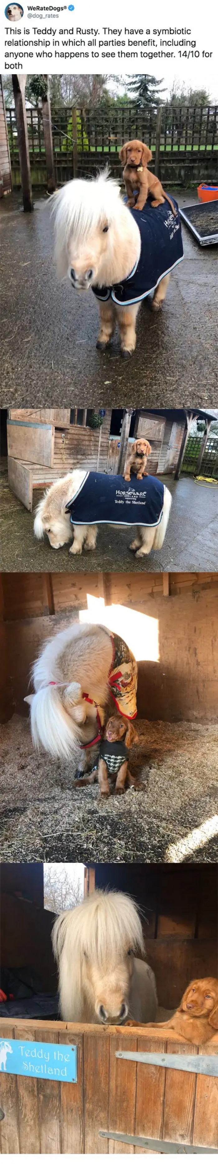 6. A symbiotic relationship that also benefits those who see these animals.