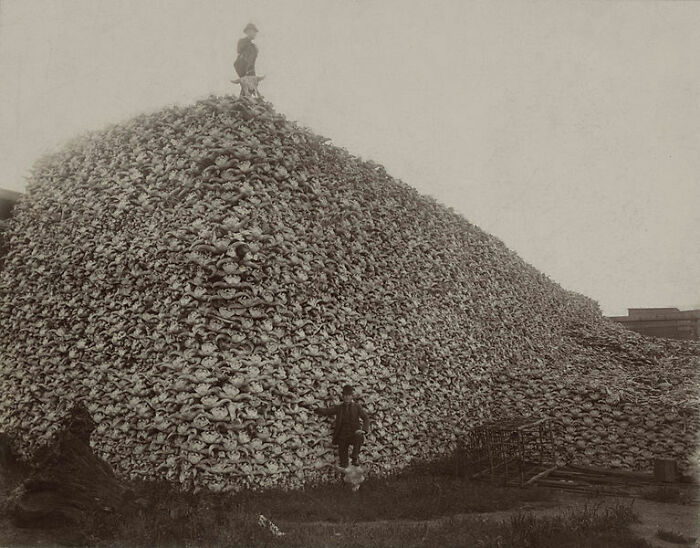 2. “If you ever wondered how the American buffalo could go from 30,000,000 to 300 in 50 years, pictures like this may give some idea (buffalo skulls).”