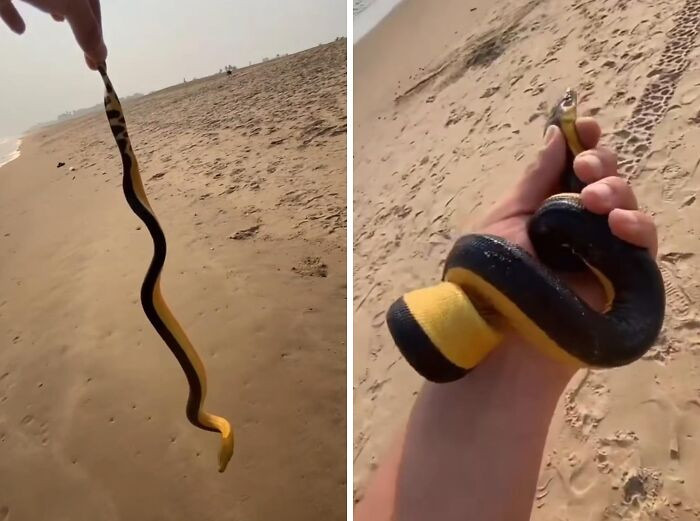 "Man Catches And Handles An Extremely Venomous Yellow-Bellied Sea Snake, Unaware Of What It Is"