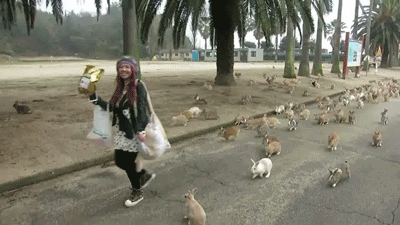 39. Okunoshima is an island in Japan inhabited by friendly bunnies
