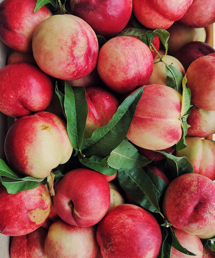 Nectarines and peaches differ mainly in their skin: nectarines have smooth skin, while peaches have a fuzzy surface. Both fruits can be grown through grafting, by attaching peach branches to nectarine trees or vice versa.
