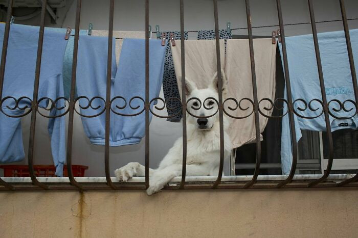 Smart dog :)