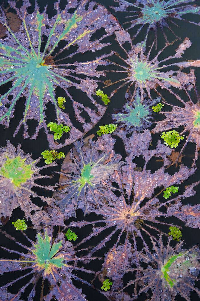 Plants, 1st Place: Rebirth From Destruction By Minghui Yuan