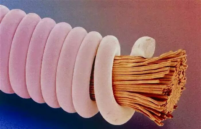 "Microscopic Picture Of A Guitar String"