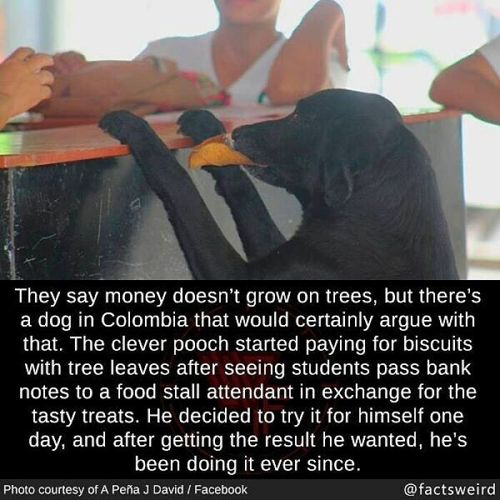 58. A dog figured out how to