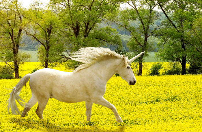 Animal Trivia: Group Names