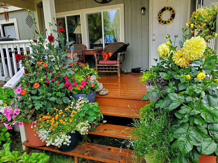 Beautiful flowers for backyard garden ideas.