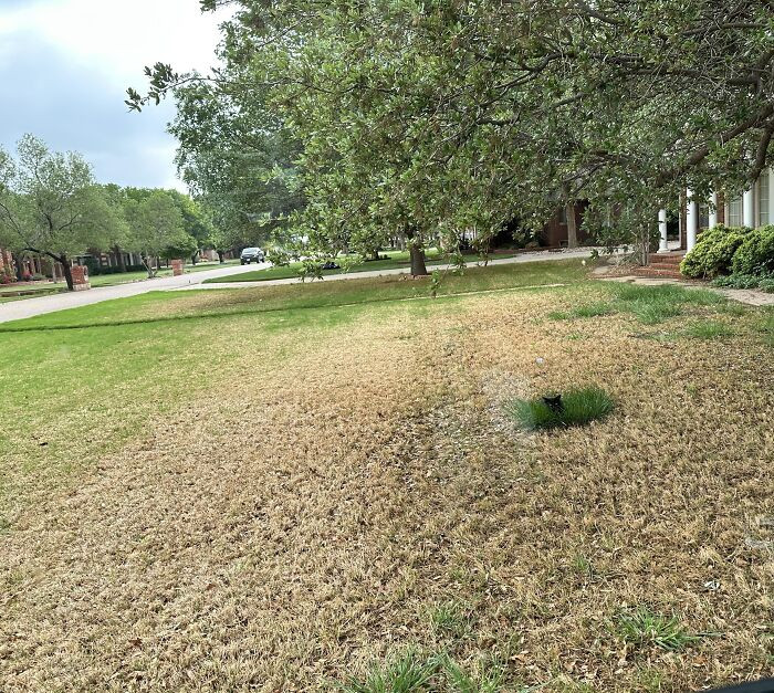 "I can't even fully mow my lawn because a little tiny black jaguar (Panthera onca) has found a hiding spot! He thinks he's invisible."