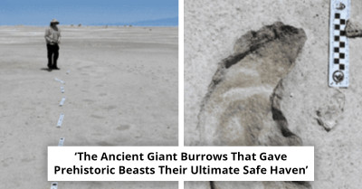 Scientists Solve the Mystery Behind Huge Ancient Tunnels in Brazil