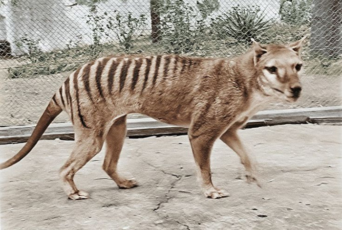 Weird Extinct Animals