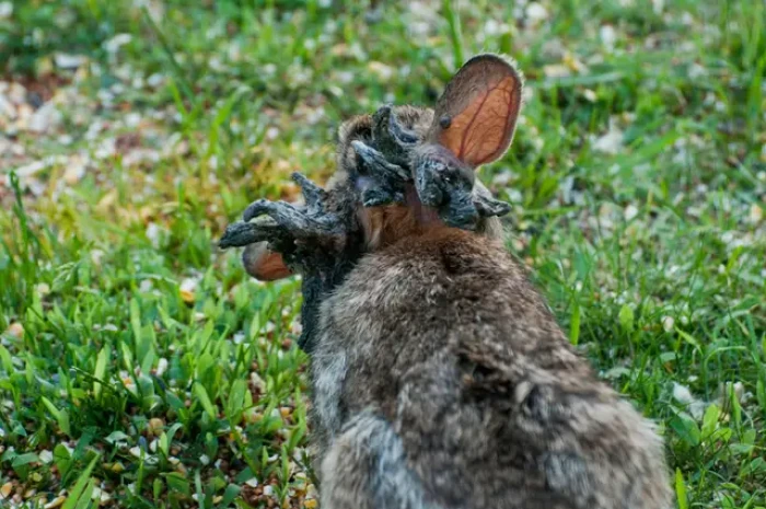 The Virus Behind Those "Horned" Rabbits Explained