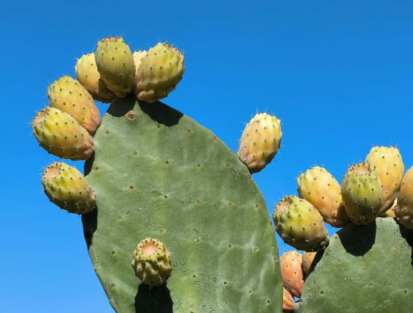 Prickly pear compounds help skin resist sun damage while supporting hydration.