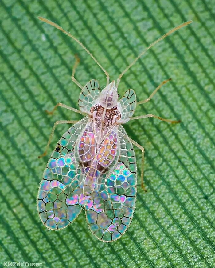 8. A lace bug looking like stained glass.