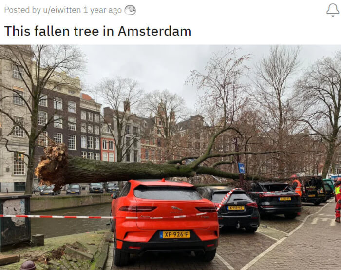 17. That Tree Specifically Hates European Luxury SUVs