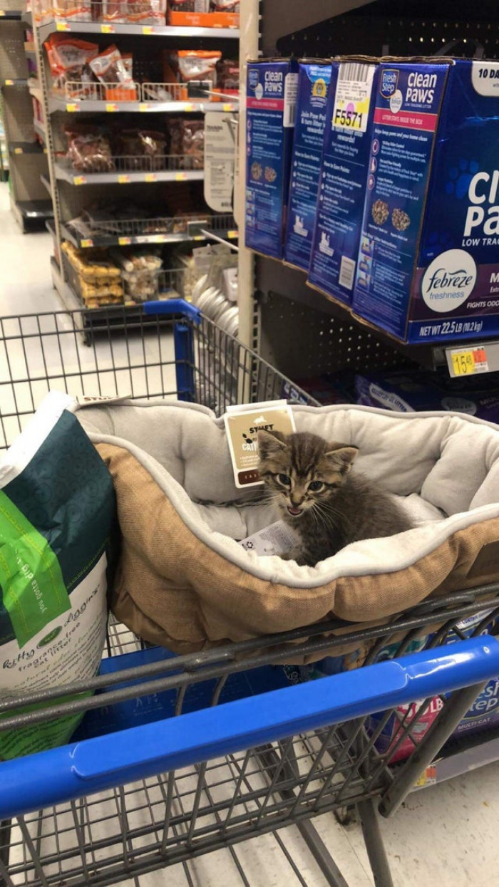 16. “Barely 7 AM, and I wake up to this HANGRY guy screaming on my porch! Guess I have a cat now.”