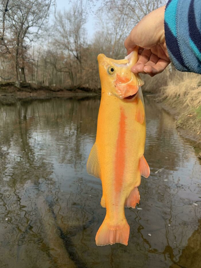 "Caught The Lucky Trout This Morning"