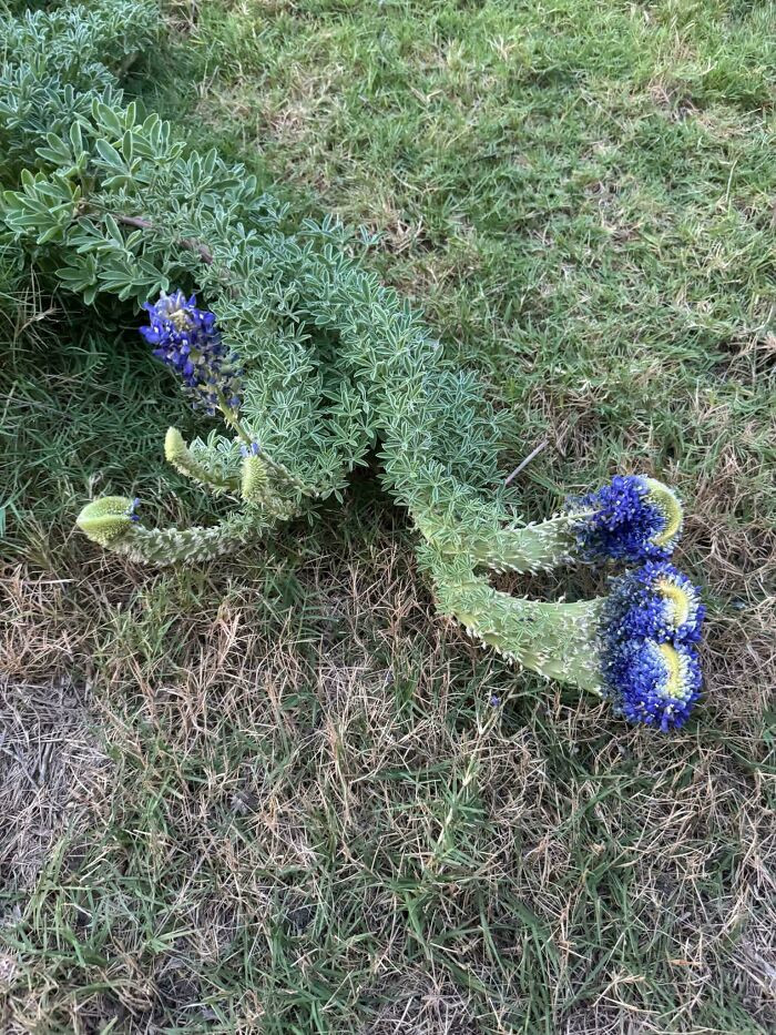 "Fasciated Bluebonnets"