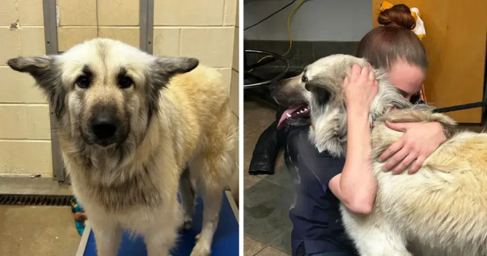 This is Lilo, the abandoned dog that would eventually find her way back home