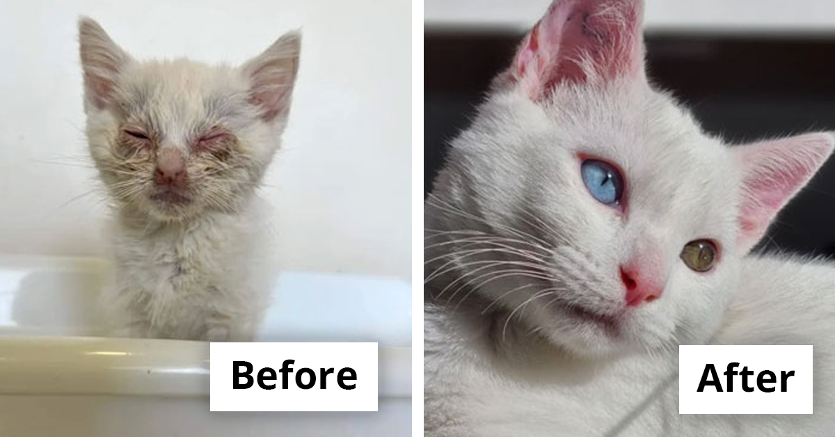 30 Inspiring Rescue Cat Transformations That Prove The Power Of A Loving Home