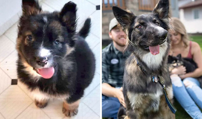 "Brodie Was Brought Into The Shelter After His Mom Attacked Him. Now He's A Qualified Therapy Dog For People With Disabilities"