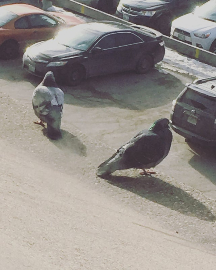 8. Pic of two plump pigeons perched on the ledge but ended up getting a picture of two massive pigeons looking for their car.
