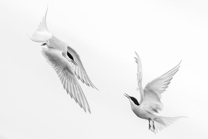 “Grace In Flight” By Maria Ciampini