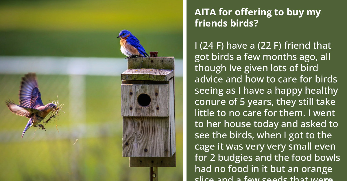 Redditor Offers To Buy Her Friend’s Birds To Save Them From Abuse, Gets Yelled At For Her Inappropriate Offer