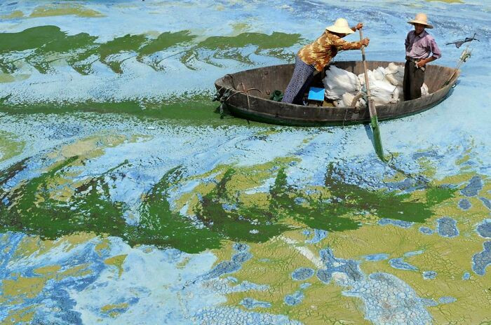 "Fishermen Row A Boat In The Algae-Filled Chaohu Lake, China"