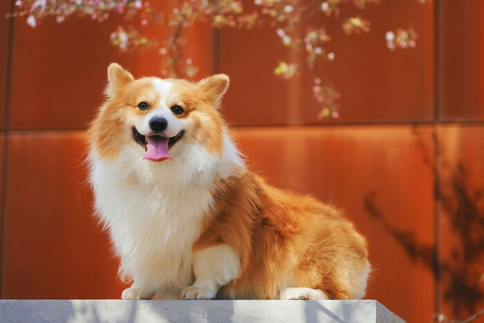 3. Dwarf dogs - Corgi