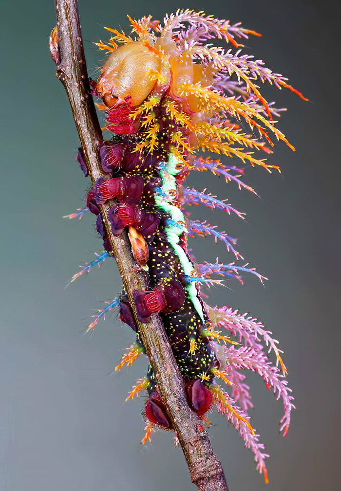 10. Taken by Marco Fischer, this creature is called Saturniidae Moth Caterpillar.