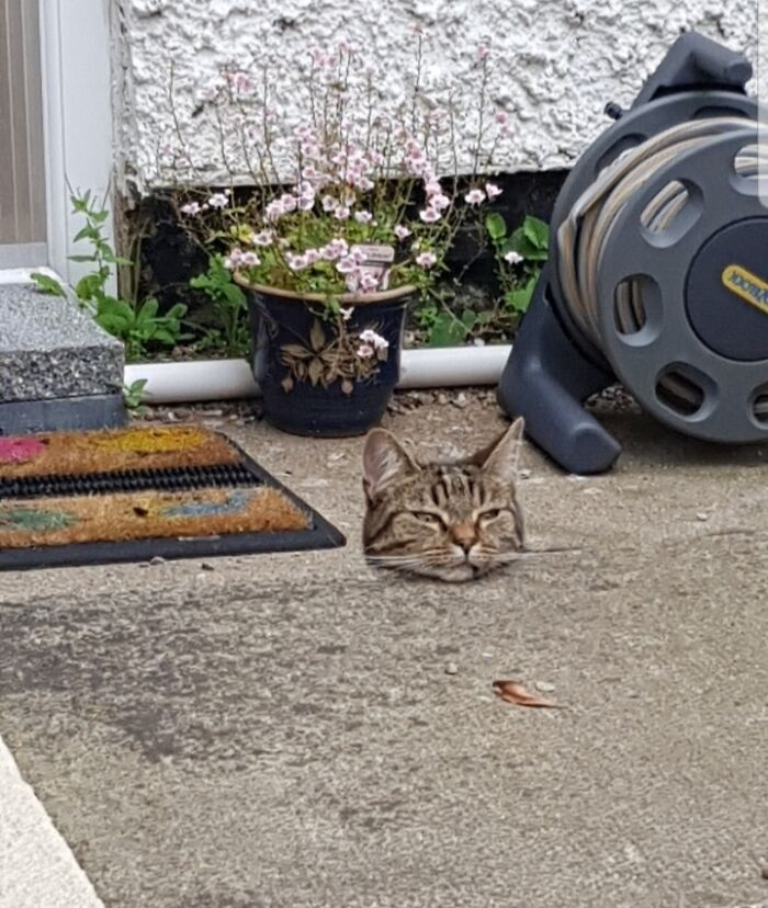 "My Cat Seems To Have Misplaced His Body Somewhere"