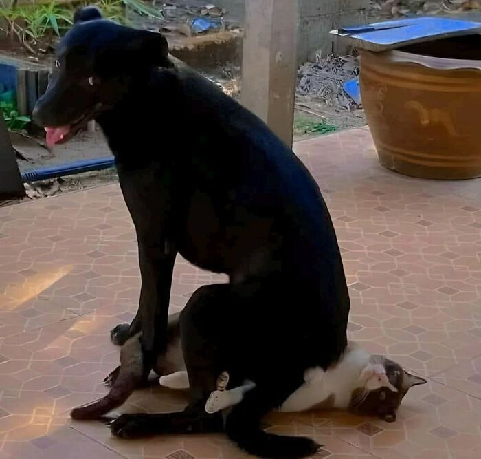 17. Dog: “You make a comfy cushion.”