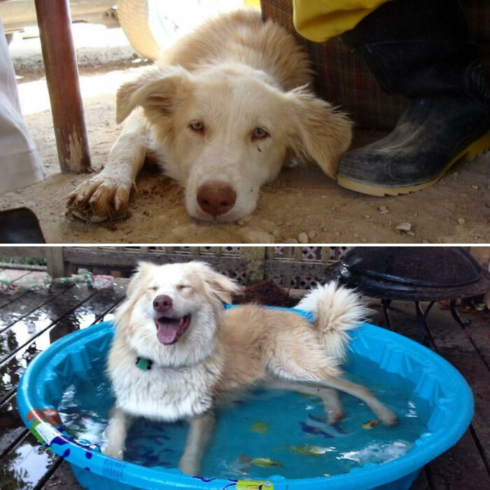 "Ripley At ~6 Months In Iran & Again At ~1 Year In Her Forever Home In The United States"