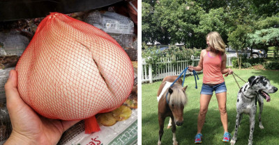 55 Surprisingly Huge Things People Found in Everyday Life