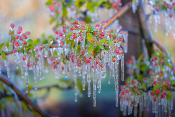 7. A slightly wider view of the apple blossoms