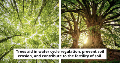 One-Third of All Tree Species Face Extinction, Sparking Global Environmental Alarm