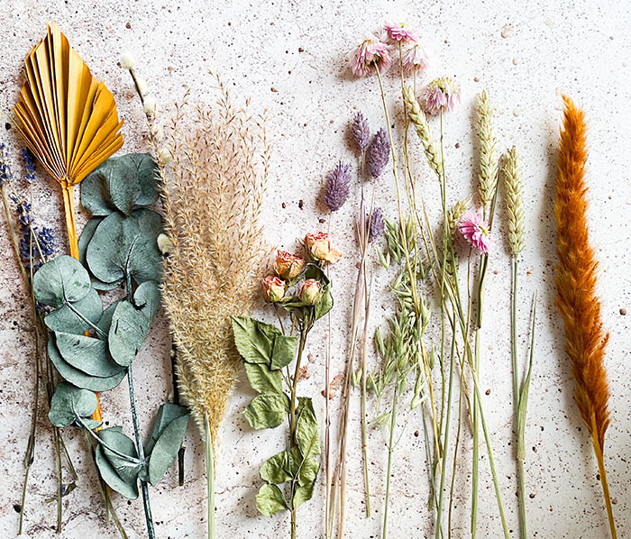 There are roughly 70,000 plant species used for therapeutic purposes.