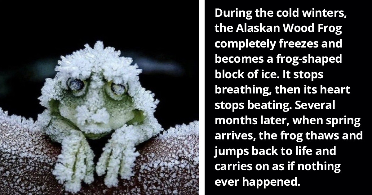 50 Bizarre But Authentic Facts Shared By A Twitter Account