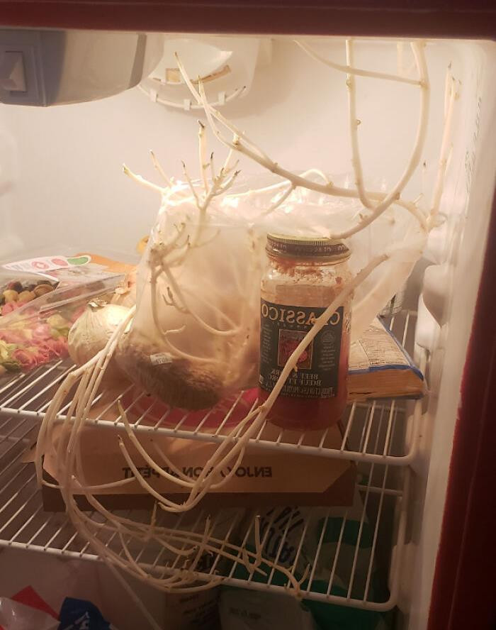 33. So This Friend Of Mine Opened His Fridge And I Saw This F**king Monster