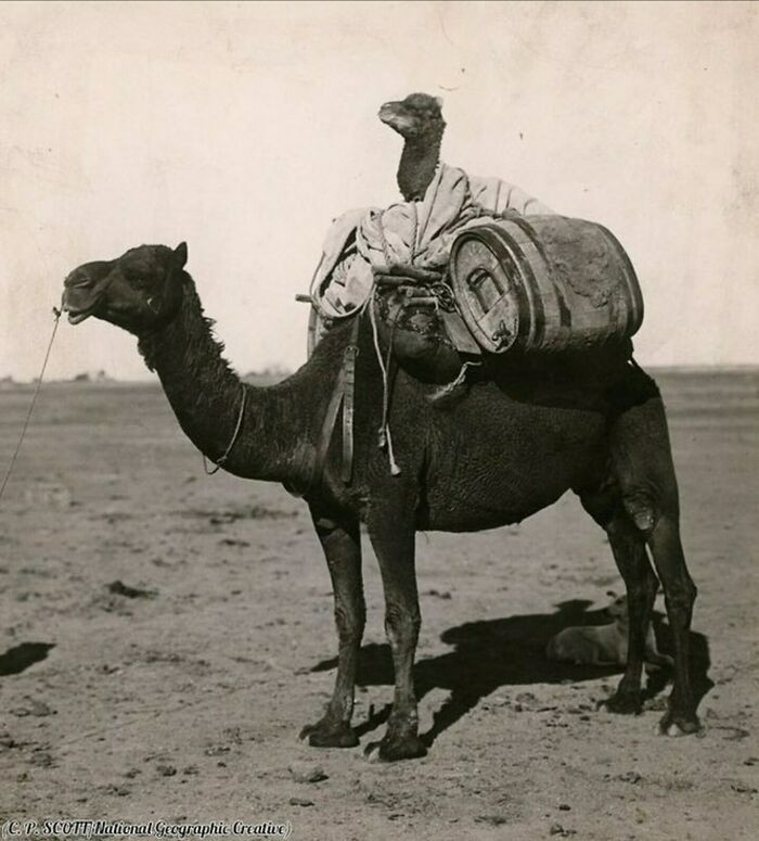 "Baby Camel On A Camel In Western Australia, 1916"