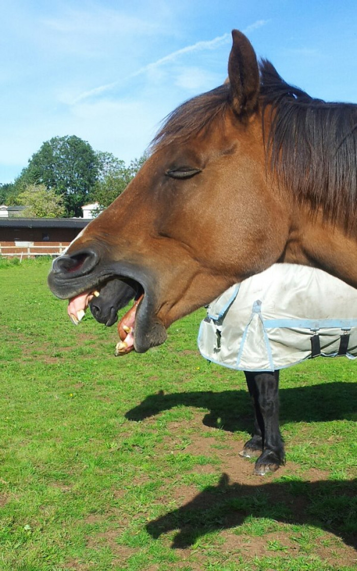 17. Was taking a picture of my horse yawning and suddenly... Xenomorph Horse!
