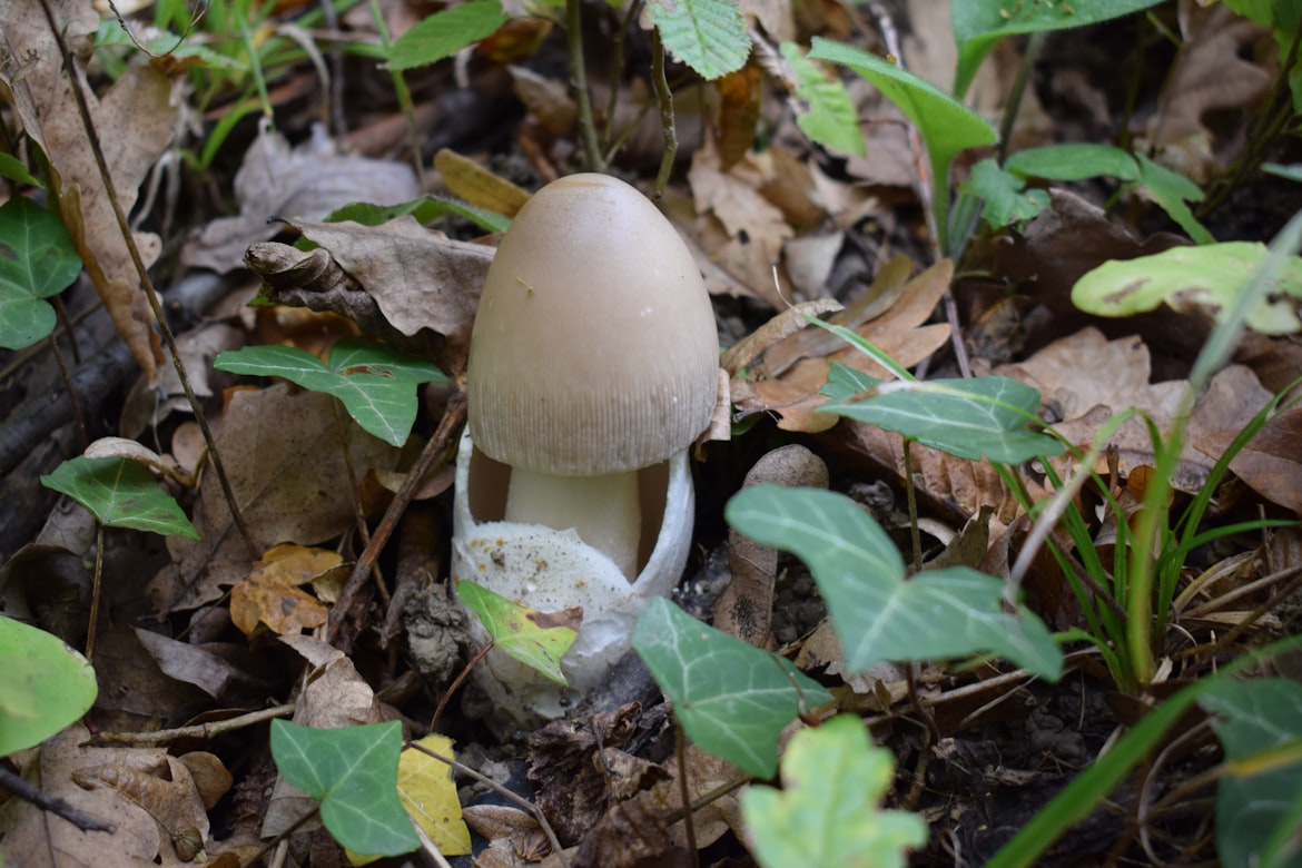 Erin was found guilty of deliberately poisoning a meal with deadly death cap mushrooms.